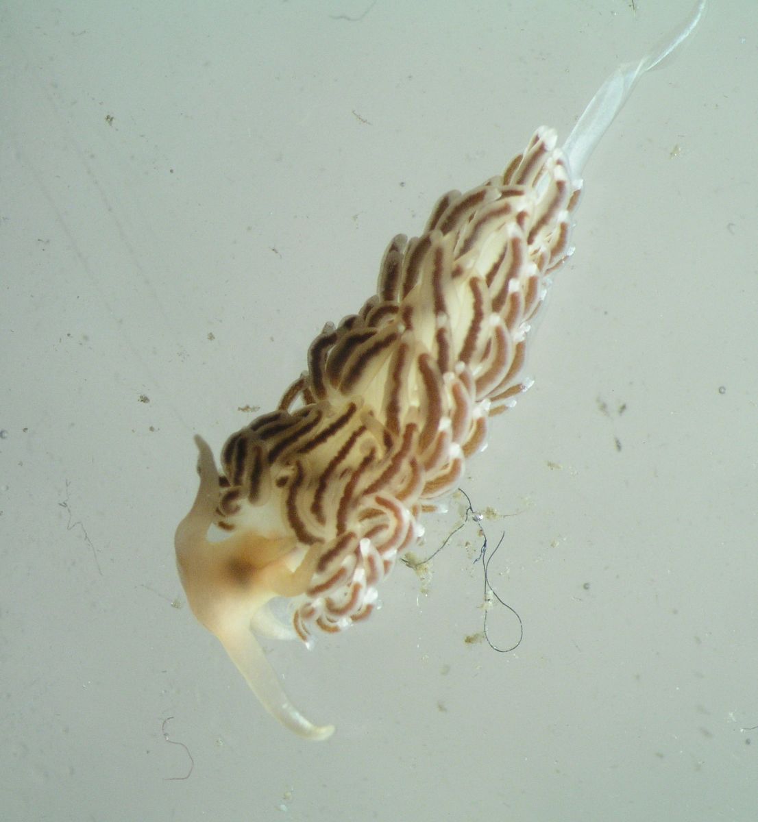 A Nudibranch. (Nudibranchia)