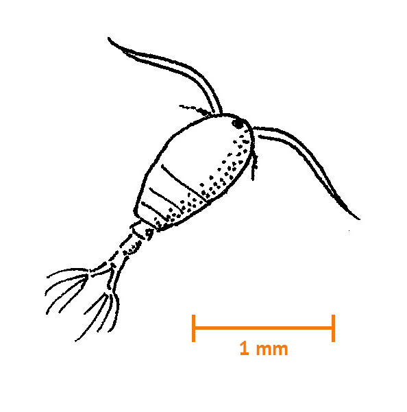 Calanoid hoppkräfta (ca 1,5 mm)