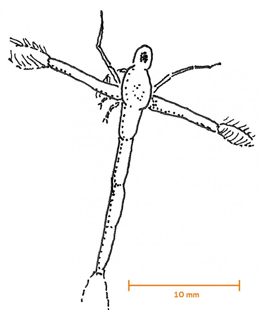 Hinnkräfta (Leptodora)