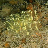 Light-bulb sea squirt (Clavellina lapadiformis)