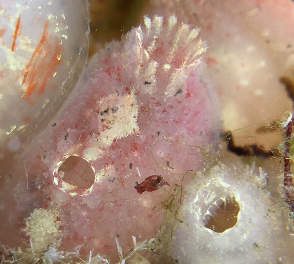 Sträv sjöpung (Ascidia scabra). Foto: Mikael Olsson