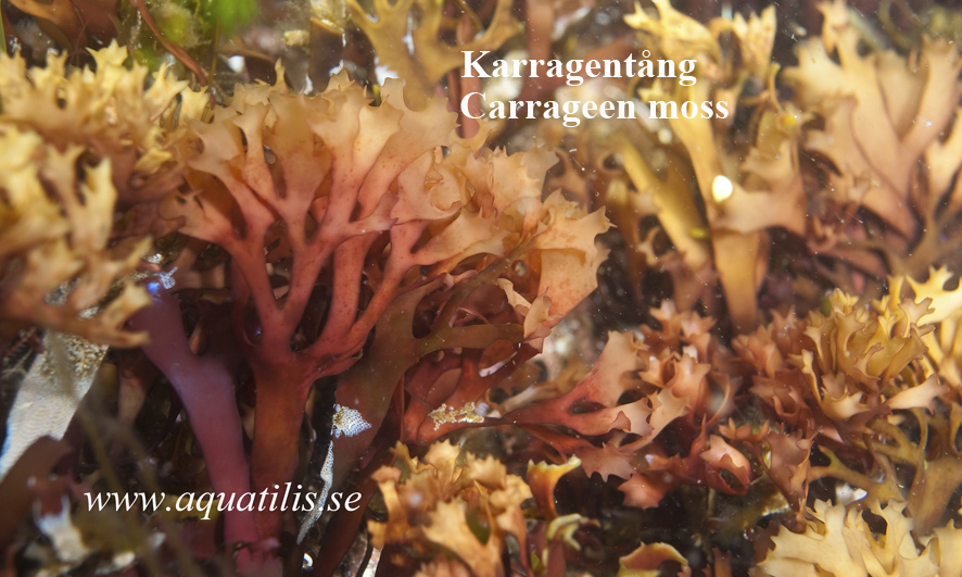 Carrageen moss. (Chondrus crispus). Photo: Aquatilis