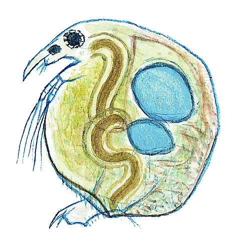 Hinnkräfta. Kornvattenloppa (Chydoros sphaericus) Små dyr i sø og å. Gyldendal 2016