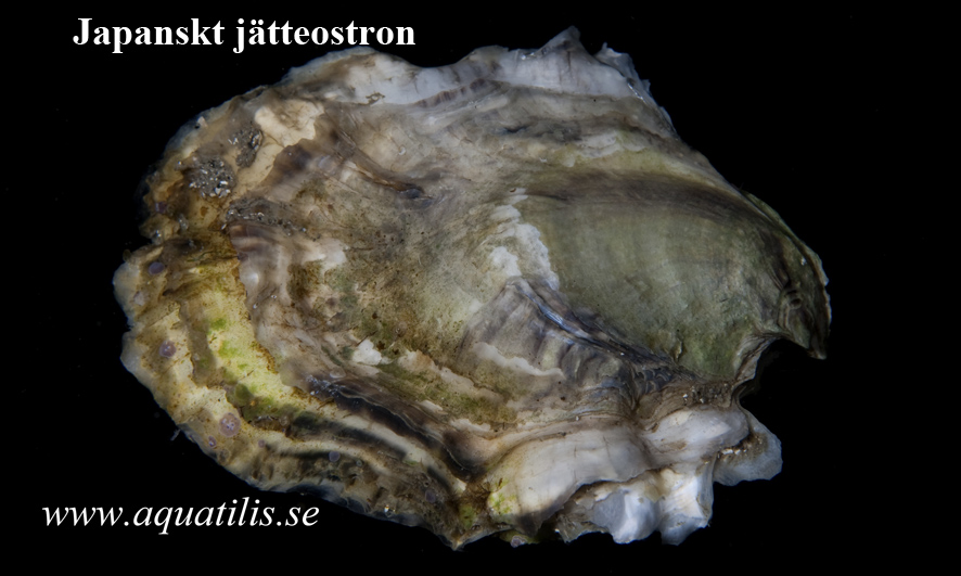 Pazifische Auster (Crassostrea gigas)