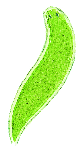 Dalyella viridis