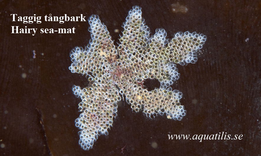 Hairy sea-mat. (Electra pilosa) Photo: Aquatilis