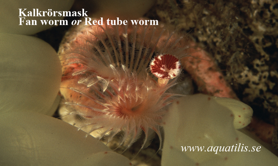 Fan worm or Red tube worm. Kalkrörsmask. Photo: Aquatilis