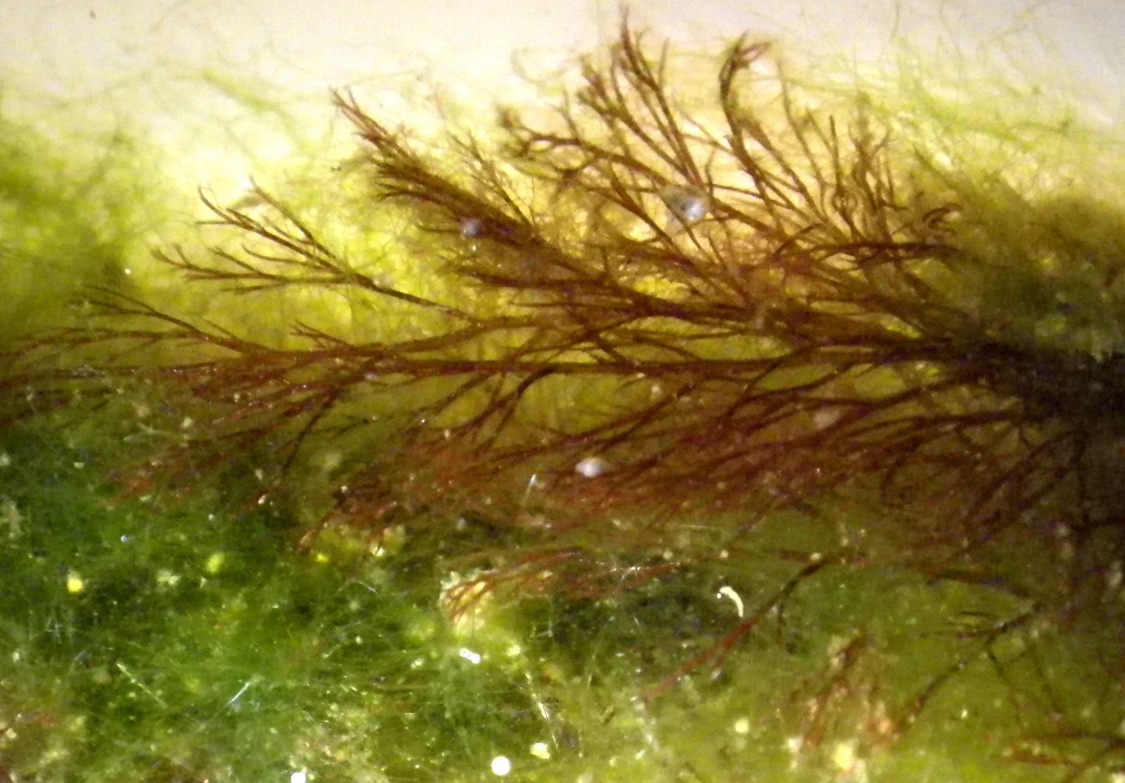 Olika fintrådiga alger