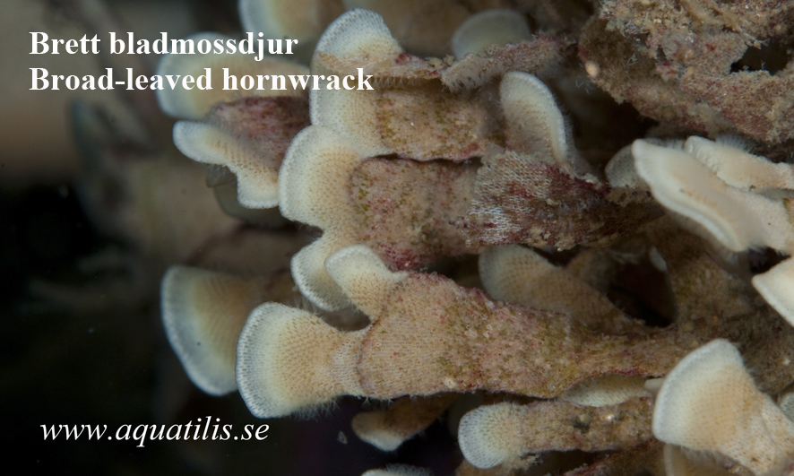 Broad-leaved hornwrack (Flustra foliacea). Photo: Aquatilis