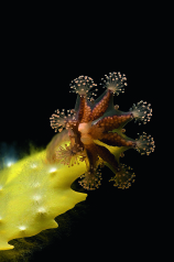 Stalked Jellyfish (Lucernaria quadricornis). From Havets djur och växter, Gyldendals 2018
