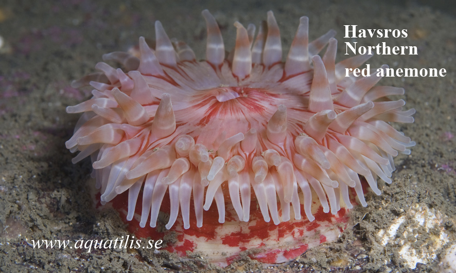 Northern red anemone. Havsros. Urticina felina. Photo: Aquatilis 