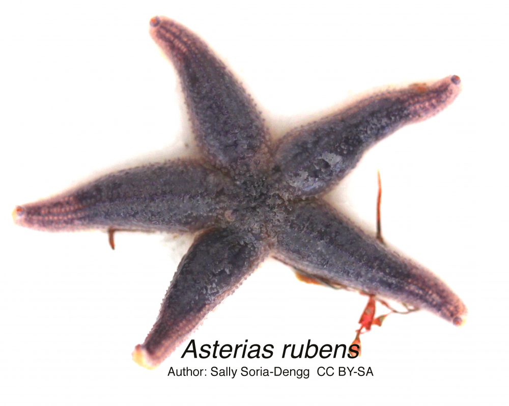 Common Sea star (Asterias rubens)