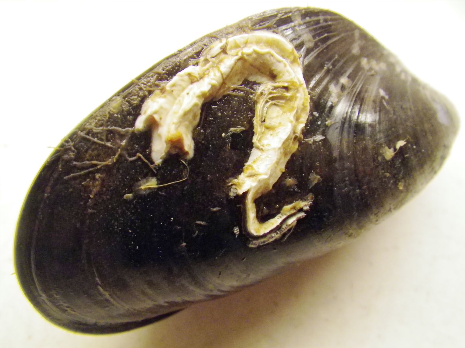 Sinistral spiral tubeworm (Pomatoceros triqueter) on a Blue mussel. Photo: Mikael Olsson 