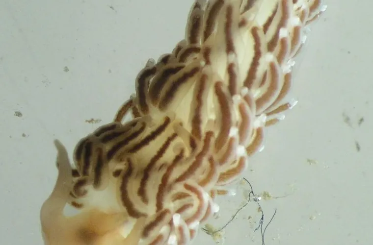 A Nudibranch. (Nudibranchia) A Nudibranch. (Nudibranchia)