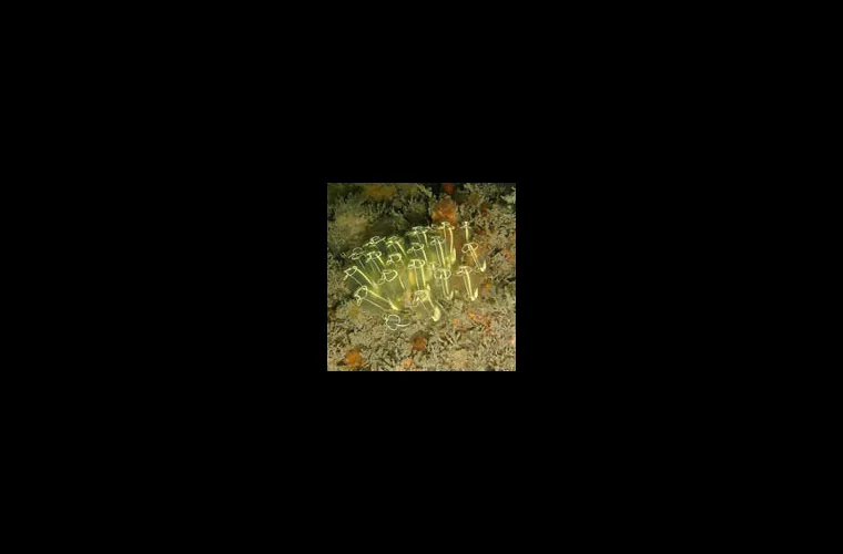Light-bulb sea squirt (Clavellina lapadiformis) Light-bulb sea squirt (Clavellina lapadiformis)
