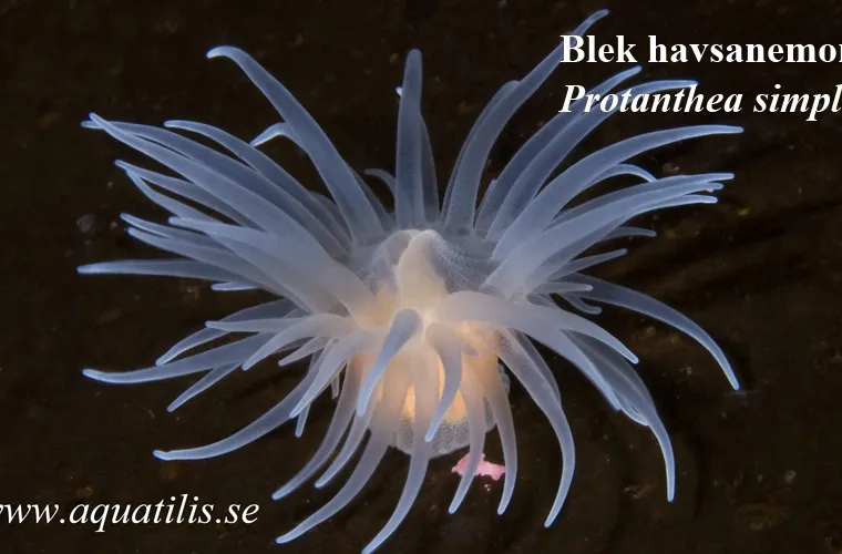 Protanthea simplex. Photo: Aquatilis Blek havsanemon. Protanthea simplex. Photo: Aquatilis