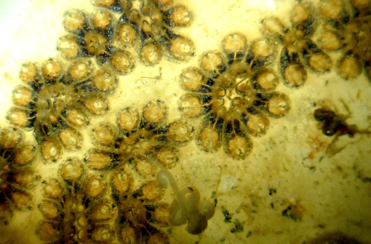 Star ascidian (Botryllus schlosseri) on a Virtue disc. Photo: Mikael Olsson  Star ascidian (Botryllus schlosseri) on a Virtue disc. Photo: Mikael Olsson