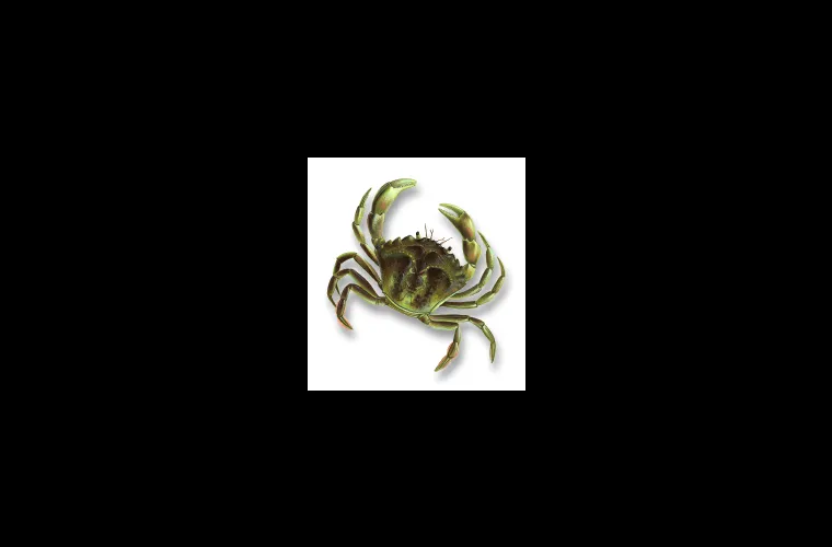 Shore crab (Carcinus maenas) Shore crab (Carcinus maenas)