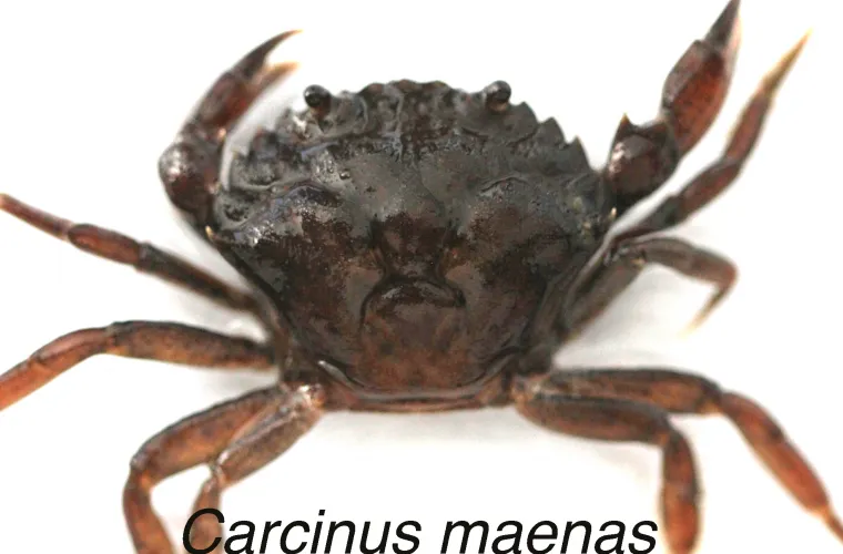 Shore crab (Carcinus maenas)  Shore crab (Carcinus maenas)