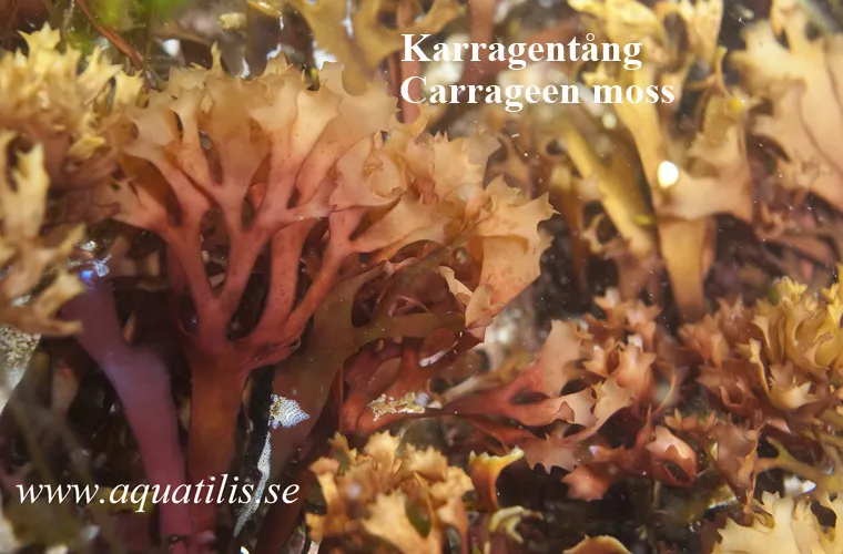 Carrageen moss. (Chondrus crispus). Photo: Aquatilis Carrageen moss. (Chondrus crispus). Photo: Aquatilis
