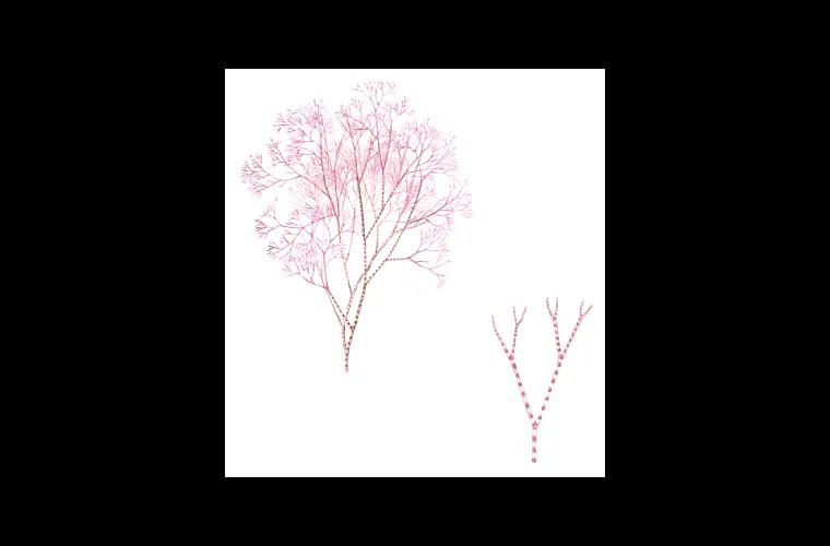 Ceramium tenuicorne. (A red algae). From Havets djur och växter, Gyldendahls 2018 Ceramium tenuicorne. (A red algae). From Havets djur och växter, Gyldendahls 2018