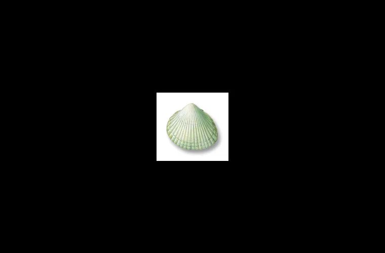 Common cockle (Cerastoderma edule). From Havets djur och växter. Gyldendals 2018 Common cockle (Cerastoderma edule). From Havets djur och växter. Gyldendals 2018