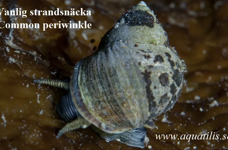 Common periwinkle. Littorina littorea. Photo: Aquatilis Common periwinkle. Littorina littorea. Photo: Aquatilis