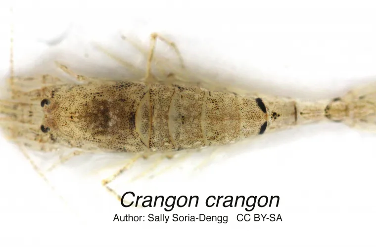 Sand shrimp (Crangon crangon) Sand shrimp (Crangon crangon)