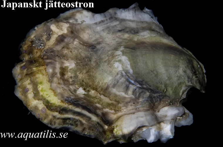 Pacific oyster (Crassostrea gigas) Pacific oyster (Crassostrea gigas)