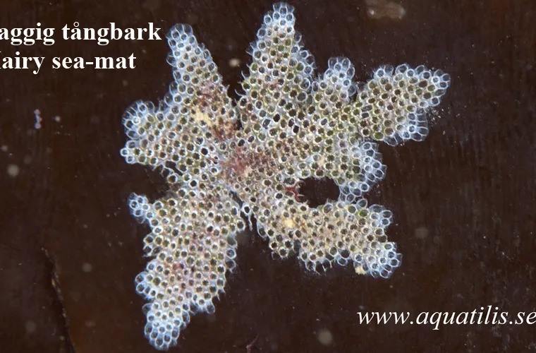 Hairy sea-mat. (Electra pilosa) Photo: Aquatilis Hairy sea-mat. (Electra pilosa) Photo: Aquatilis