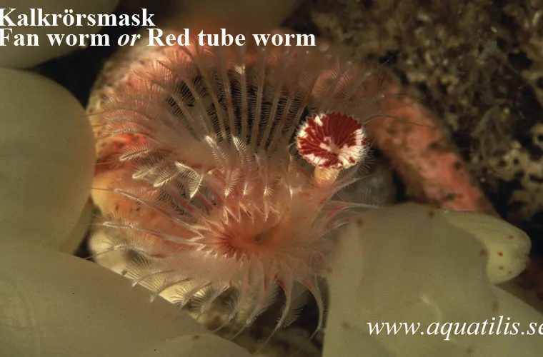 Fan worm or Red tube worm. Photo: Aquatilis Fan worm or Red tube worm. Kalkrörsmask. Photo: Aquatilis