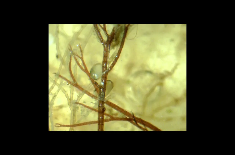 Ceramium tenuicorne Ceramium tenuicorne