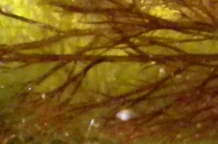Filamentous  algaes Filamentous  algaes