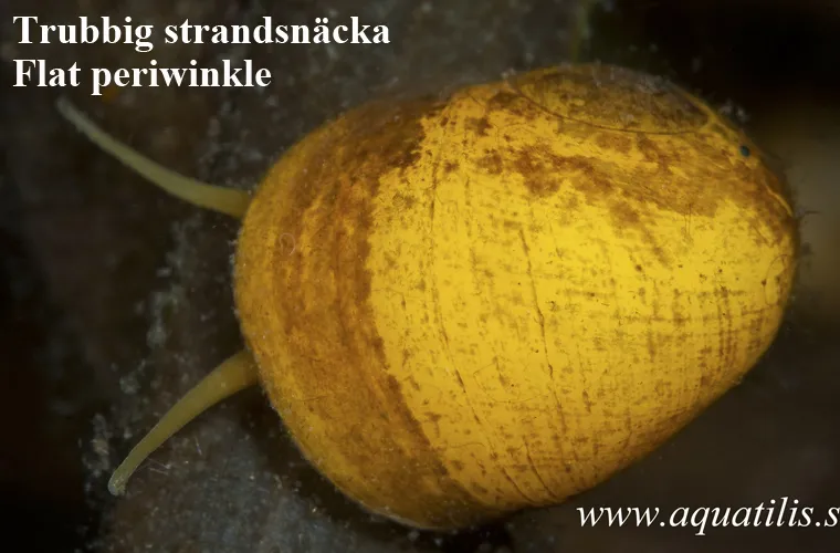 Flat periwinkle. Littorina obtusata. Photo: Aquatilis Flat periwinkle. Littorina obtusata. Photo: Aquatilis