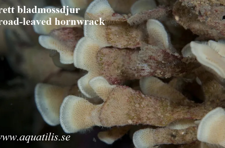 Broad-leaved hornwrack (Flustra foliacea). Photo: Aquatilis Broad-leaved hornwrack (Flustra foliacea). Photo: Aquatilis