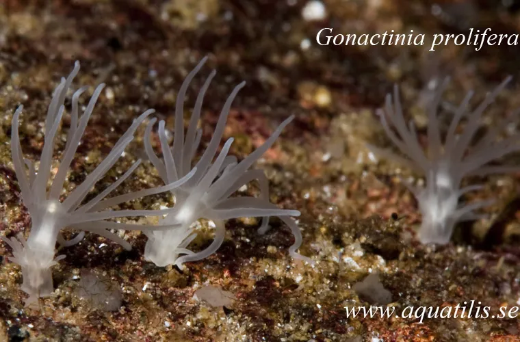 Gonactinia prolifera. Photo: Aquatilis Gonactinia prolifera. Photo: Aquatilis