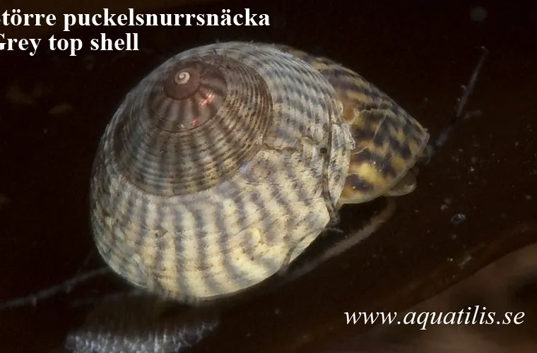 Grey top shell.  Gibbula cineraria. Photo: Aquatilis  Grey top shell. Gibbula cineraria. Photo: Aquatilis
