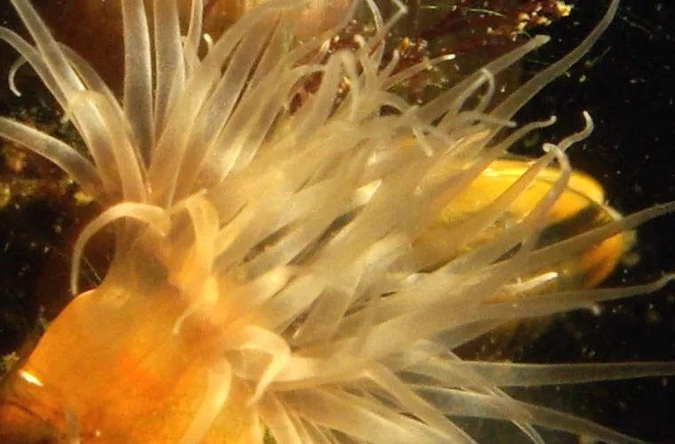 Sea anemone (with Blue mussels in the background) on a Virtue disc. Photo: Mikael Olsson   Sea anemone (with Blue mussels in the background) on a Virtue disc. Photo: Mikael Olsson