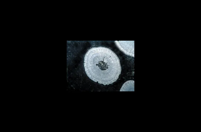 A barnacle´s bottom basal plate A barnacle´s bottom basal plate