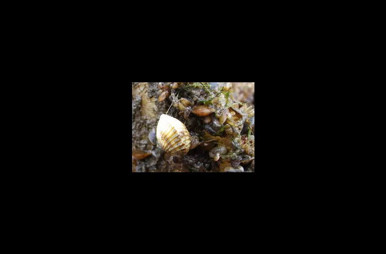 Common cockle (with small blue mussels). (Cerastoderma edule) Common cockle, with small blue mussels. (Cerastoderma edule)