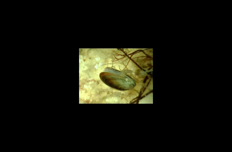 Blue mussels with extended foot.  Blue mussels with extended foot.