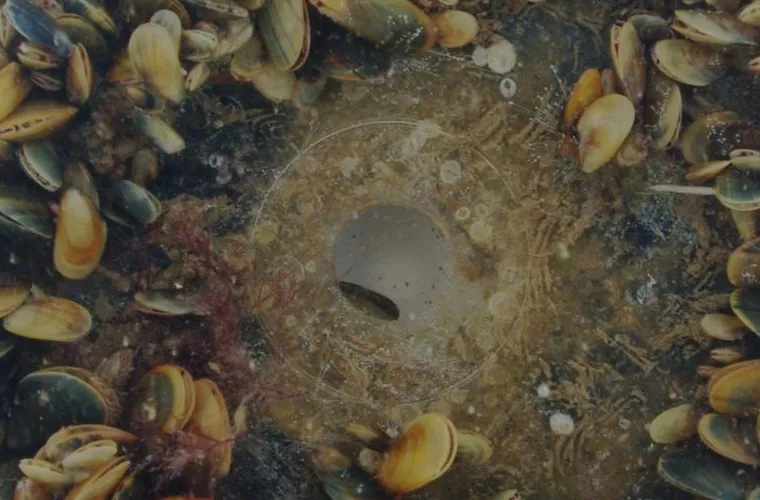Blue mussels on a Virtue disc.  Blue mussels on a Virtue disc.