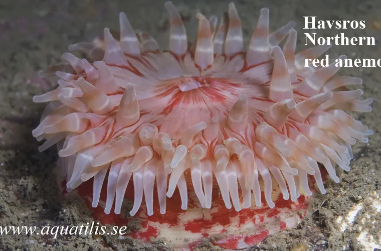 Northern red anemone. Urticina felina. Photo: Aquatilis  Northern red anemone. Havsros. Urticina felina. Photo: Aquatilis