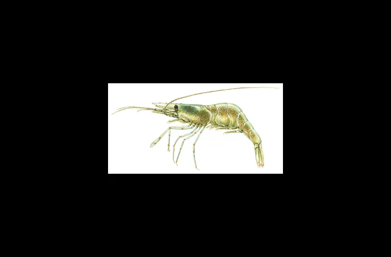 Common prawn (Palaemon adspersus) Common prawn (Palaemon adspersus)