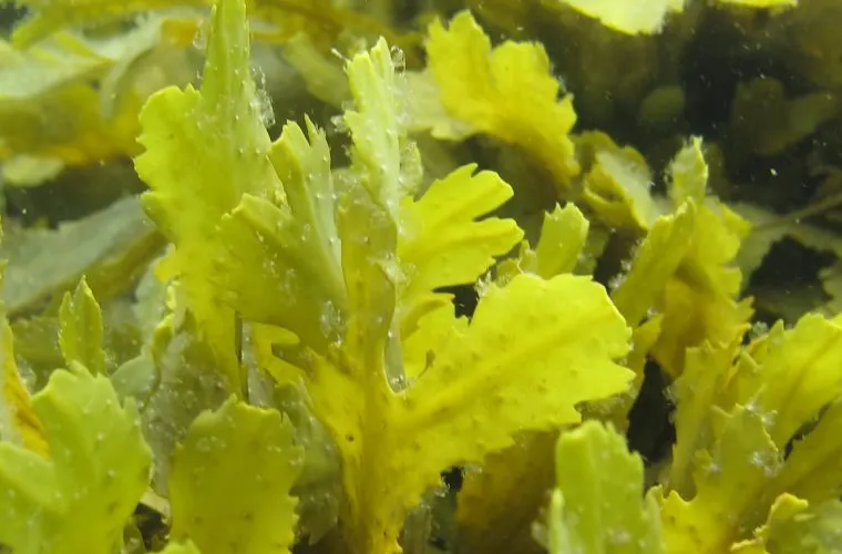 Toothed wrack. (Fucus serratus). Photo: Mikael Olsson Toothed wrack. (Fucus serratus). Photo: Mikael Olsson