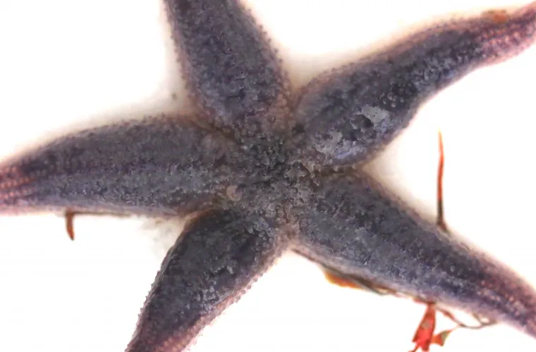 Common Sea star (Asterias rubens) Common Sea star (Asterias rubens)