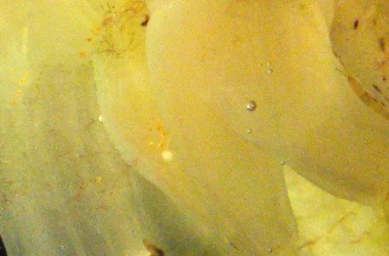 Vase tunicate (Ciona intestinalis) on a Virtue disc. Photo: Mikael Olsson Vase tunicate (Ciona intestinalis) on a Virtue disc. Photo: Mikael Olsson