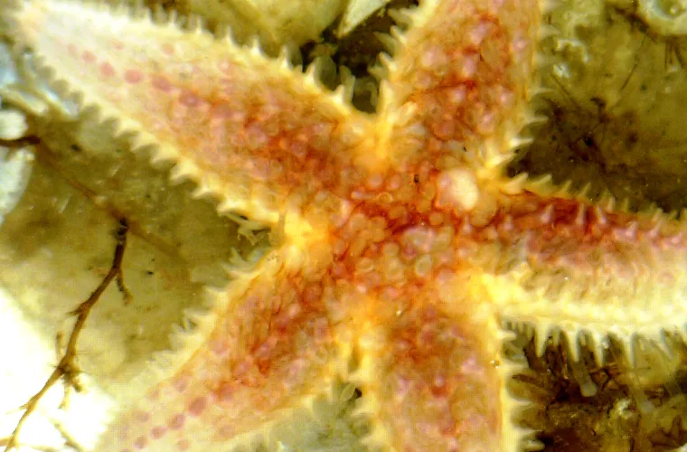 Common Sea star (Asterias rubens) Small specimen on a VIRTUE disc  Common Sea star (Asterias rubens). Small specimen on a VIRTUE disc
