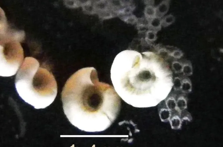 Sinistral spiral tubeworm (Spirorbis borealis) Sinistral spiral tubeworm (Spirorbis borealis)
