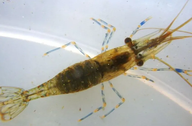 Common prawn (Palaemon sp.) Common prawn (Palaemon sp.)